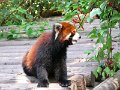 Pandas (049)